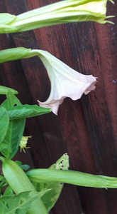 Inglitrompet (2 foto / 2)