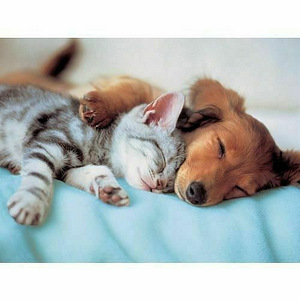 Sweet Dreams pusle 300tk (2 foto / 2)