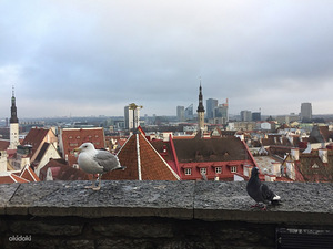 Soome, inglise, eesti, vene keele oskusega usaldusvääne mees (1 foto / 1)