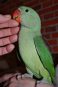 Tibud (4 foto / 8)