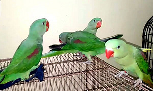 Tibud (7 foto / 8)