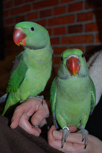 Tibud (5 foto / 8)