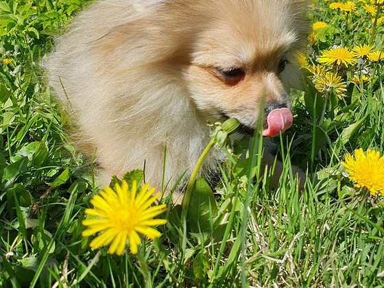 Pomerāņu špics