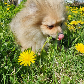 Pomerāņu špics