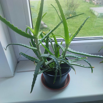 Aaloe