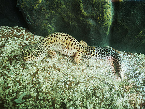 Tähniline leopardigekk, geko (1 foto / 5)