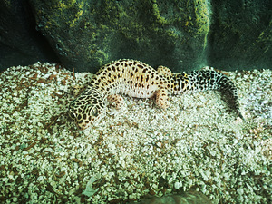 Tähniline leopardigekk, geko (2 foto / 5)