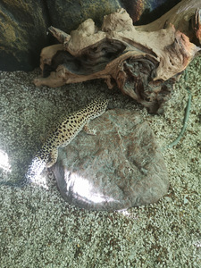 Tähniline leopardigekk, geko (3 foto / 5)