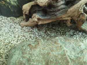 Tähniline leopardigekk, geko (5 foto / 5)