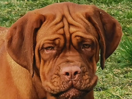 Dogue de bordeaux, mergina
