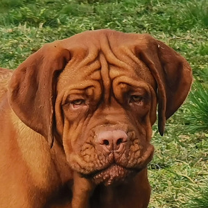 Dogue de bordeaux, mergina (1 nuotrauka iš 1)