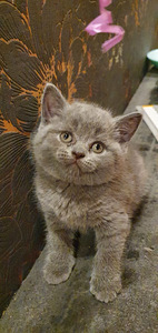 Британский котик (1 фото из 1)