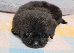 Pomeranian pentu (2 valokuva sivusta 3)
