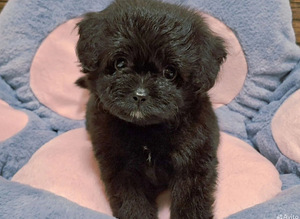 Pomeranian pentu (1 valokuva sivusta 3)