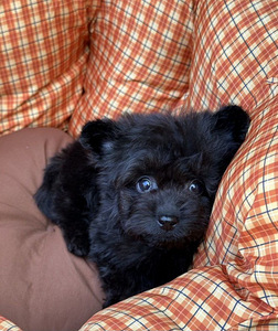 Pomeranian pentu (3 valokuva sivusta 3)