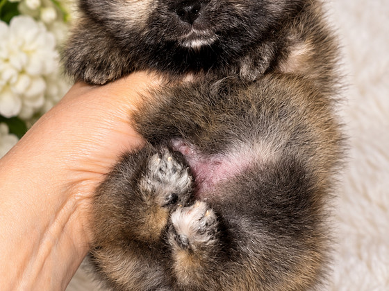 Pomeranian pentu