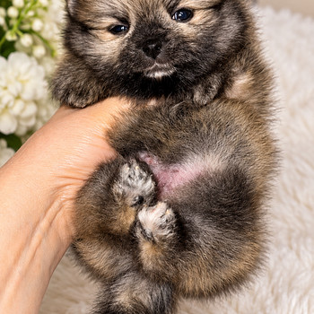 Pomeranian pentu