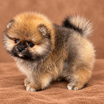 Pomeranian pentu