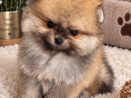 Pomeranian pentu
