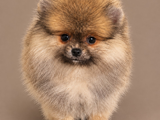 Pomeranian pentu