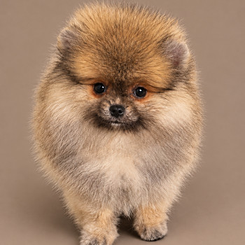 Pomeranian pentu