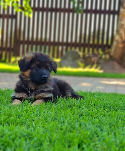 Saksa lambakoer (5 foto / 10)