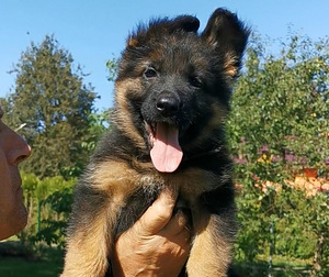 Saksa lambakoer (8 foto / 10)
