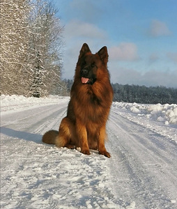 Saksa lambakoer (9 foto / 10)