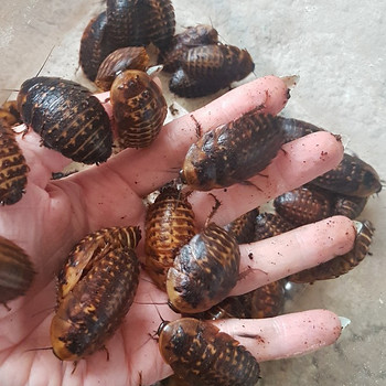 Archimandarita tesselata prussakad