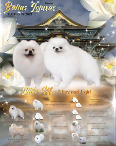 MALE POMERANIAN SPITZ FCI-LKD (6 фото из 6)