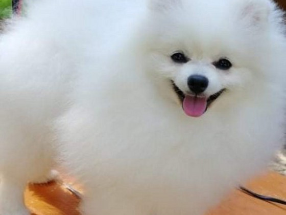 MALE POMERANIAN SPITZ FCI-LKD
