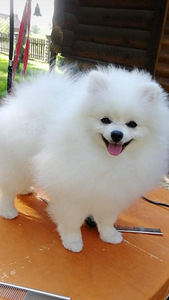 MALE POMERANIAN SPITZ FCI-LKD (1 фото из 6)