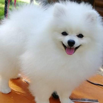 MALE POMERANIAN SPITZ FCI-LKD