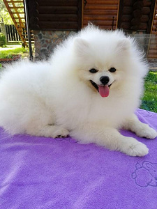 MALE POMERANIAN SPITZ FCI-LKD (3 фото из 6)