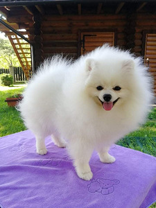 MALE POMERANIAN SPITZ FCI-LKD (2 фото из 6)