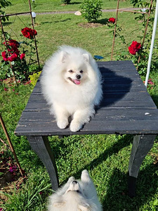MALE POMERANIAN SPITZ FCI-LKD (5 фото из 6)