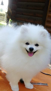 MALE POMERANIAN SPITZ FCI-LKD (4 фото из 6)