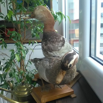 Дизайн дома