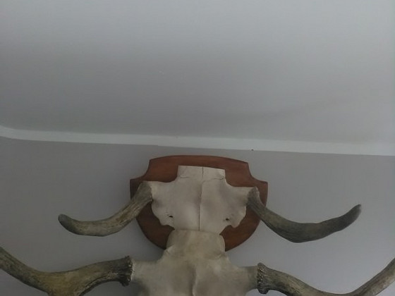 Рога