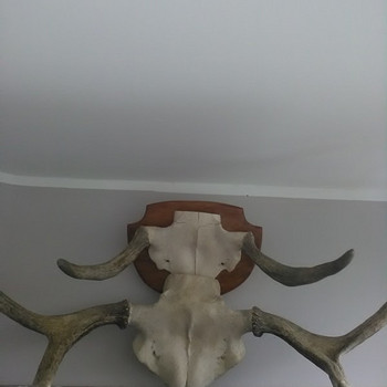 Рога