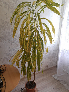 Peopesad / peopesa (2 foto / 2)