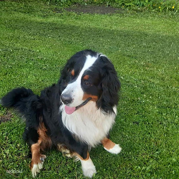BERNI ZENNENHUND