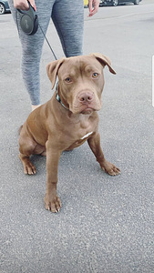 American Pitbull rednose (1 valokuva sivusta 1)