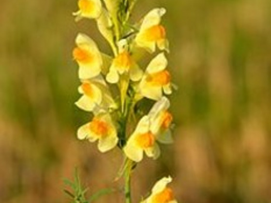 Льнянка Обыкновенная Linaria vulgaris.
