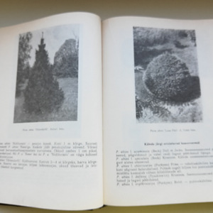 Raamat Dendroloogia (1987) eesti keeles. (3 foto / 4)
