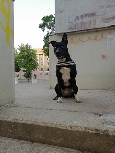 Ищу жениха. (2 фото из 4)