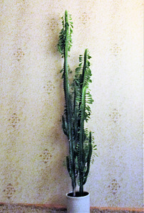 KOLMEKANDILINE PIIMALILL Euphorbia trigona (5 foto / 5)