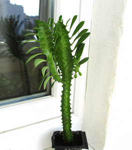 KOLMEKANDILINE PIIMALILL Euphorbia trigona (2 foto / 5)
