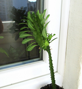 KOLMEKANDILINE PIIMALILL Euphorbia trigona (3 foto / 5)