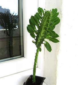 KOLMEKANDILINE PIIMALILL Euphorbia trigona (4 foto / 5)